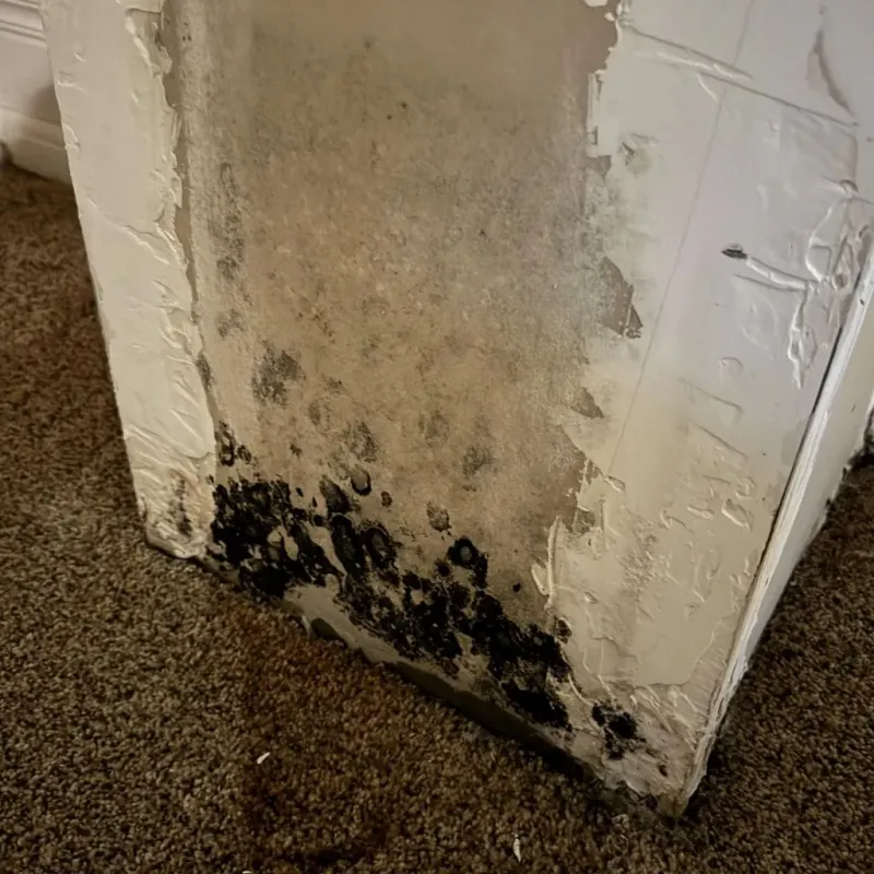 Professional Mold Removal in Dayton, OR